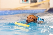 Dog swimming